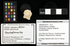 Foto (Objekt + Etiketten) von Goniodromites sp. 